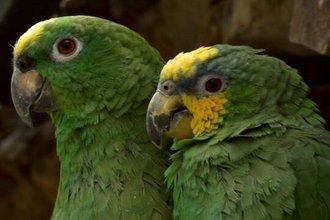 Regenwald und Küste